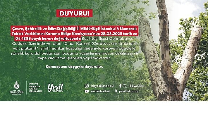Beşiktaş’taki kanserli ağaçlara budama