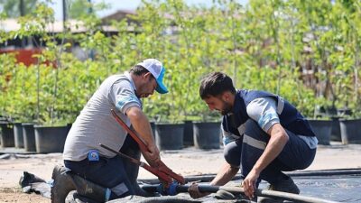 Büyükşehir’in fidanlığı Kocaeli’ni yeşillendiriyor