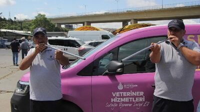 İBB boğa timi misyon başında