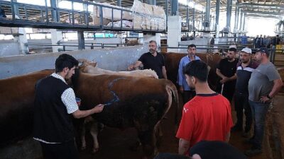 İnegöl Çağdaş Hayvan Pazarı Beşinci Kere Bayram Sevinci Yaşattı