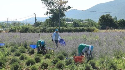 Nilüfer’de lavanta hasadı başladı
