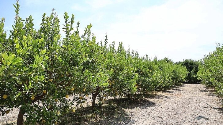 Organik atıklar toprak uygunlaştırıcı esere dönüştürüldü