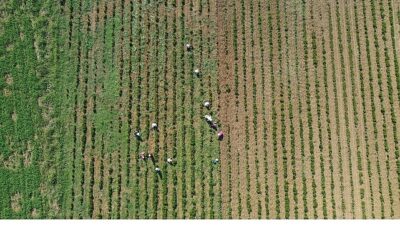 Tıbbi ve aromatik bitkilerin bahar paklığı yapılıyor