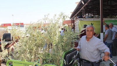 Büyükşehir’den 19 ilçeye 40 bin zeytin fidanı dayanağı