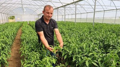 Çağdaş seralarda hasat rahmeti