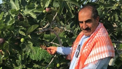 Cennet meyvesi incirler oldu ihracat seyahati başladı