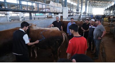 Hayvan Pazarları İkinci Bir Emre Kadar Kapatıldı