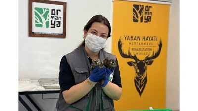 İtfaiyeden baykuş operasyonu