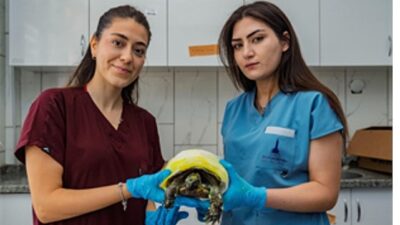 İzmir’de yangından kurtarılan kaplumbağanın tedavisi sürüyor