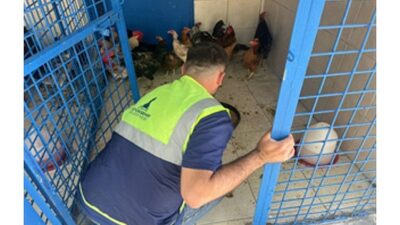 İzmir’deki yangından kurtarılan tavuklarına kavuştu