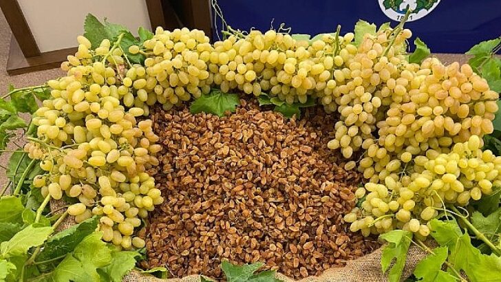 Kuru meyve kesiminde 12 ihracat şampiyonunun 11’i Egeli