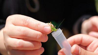 Kuzuyayla’da biyoçeşitlilik haritası çıkarıldı