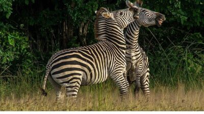 ‘Nehirde Ömür Mücadelesi’ 2 Ağustos Cumartesi 20.00’de National Geographic WILD Ekranlarında İzleyicilerle Buluşuyor!