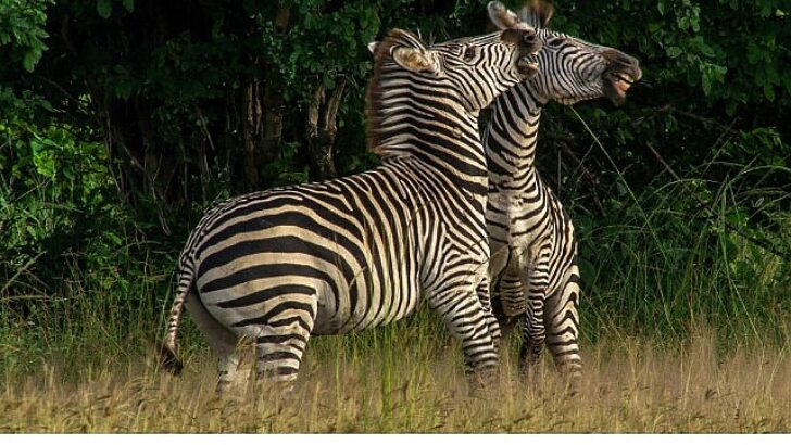 ‘Nehirde Ömür Mücadelesi’ 2 Ağustos Cumartesi 20.00’de National Geographic WILD Ekranlarında İzleyicilerle Buluşuyor!