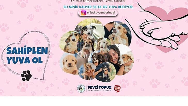 Sempatik Dostlarımız Sıcak Yuvalarını Bekliyor