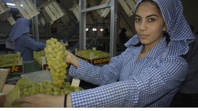 Superior Seedless çeşidi sofralık üzümün ihracat seyahati 16 Temmuz’da başladı