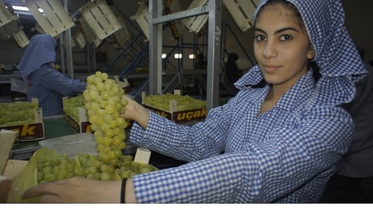 Superior Seedless çeşidi sofralık üzümün ihracat seyahati 16 Temmuz’da başladı