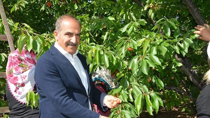 Uçak; “Don kirazı, kiraz ihracatı vurdu”