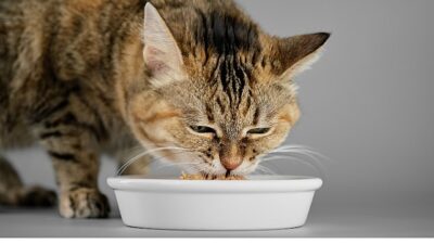 Veteriner Doktorlardan Yaz Alarmı: Kedi ve Köpekleriniz İçin Çabucak Uygulayabileceğiniz 7 Teklif