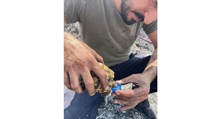 Alevlerin ortasında bir damla hayat