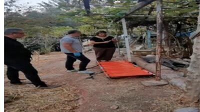 Ateşli silahla yaralanan domuz Doğal Ömür Parkı’nda sıhhatine kavuştu