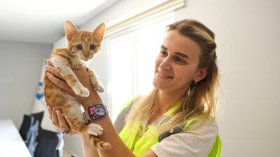 Büyükşehir takımları sazlıkların ortasına düşen yavru kediye can oldu