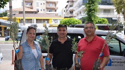 Büyükşehir’den üreticiye zeytin fidanı takviyesi