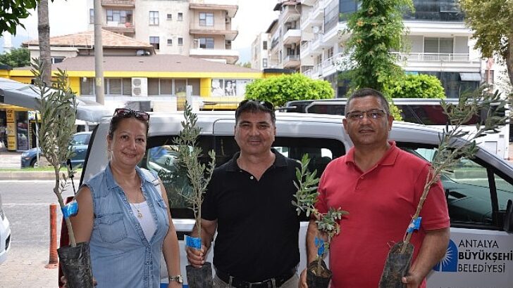 Büyükşehir’den üreticiye zeytin fidanı takviyesi