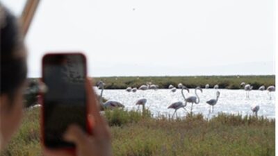 Flamingo Yolu cinsleri başladı
