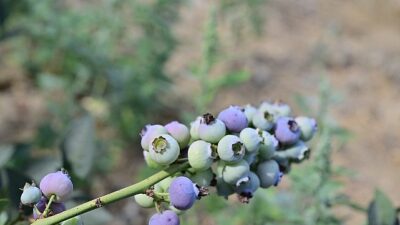 izmir tarım haber; İzmir’in birinci toprağa dikim bluueberryleri hasat edildi