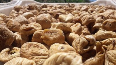 Kuru incirde aflatoksin ve okratoksinle uğraş için üreticilere 19 bin kerevet dağıtıldı