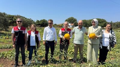 Meşhur Çeşme Kavununda Hasat Vakti