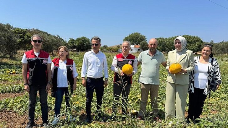 Meşhur Çeşme Kavununda Hasat Vakti