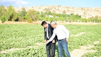 Meşhur Kazan Kavunu Sofralara Geri Dönüyor