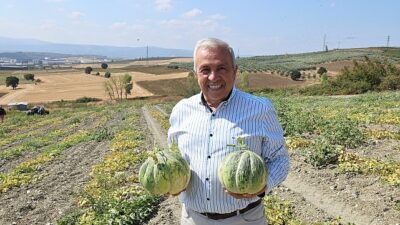 Nilüfer Konaklı’daki kavun üretimi iki kat arttı