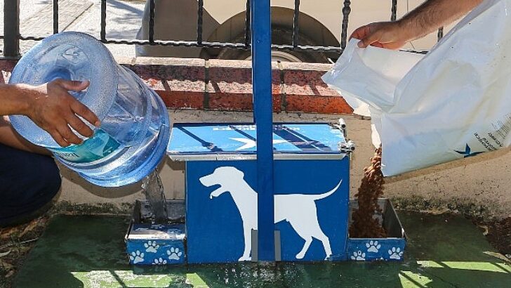 Yazın Sıcak Günlerinde Küçükçekmece Belediyesi’nden Sokak Hayvanlarına Can Suyu Daveti
