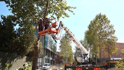 Alikahya Tramvay Sınırı’nda ağaçlar budanıyor