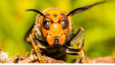 ‘Asya’nın Yırtıcı Eşek Arıları’, 6 Eylül Cumartesi 20.00’de National Geographic WILD Ekranlarında!
