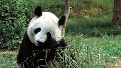 ‘Asya’nın Yırtıcı Sırları Özel’, 13 Eylül Cumartesi 20.00’de National Geographic WILD Ekranlarında İzleyicilerle Buluşuyor!