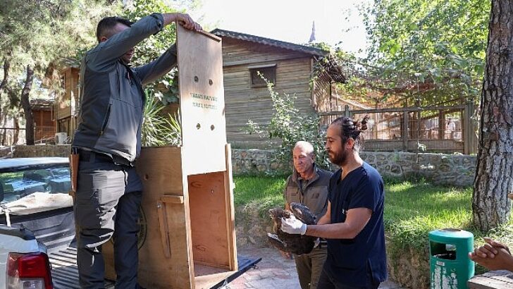 Büyükşehir Doğal Hayat Parkı’nın tedavi edilen Yılan Kartalı tabiata geri döndü