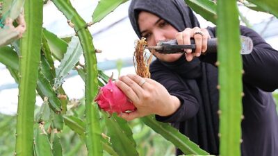Büyükşehir’den üreticilere katma pahası yüksek alternatif eser takviyesi