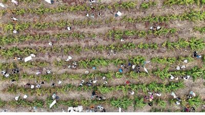 Coğrafik İşaretli Ada Karası Üzüm Hasadı Gerçekleşti