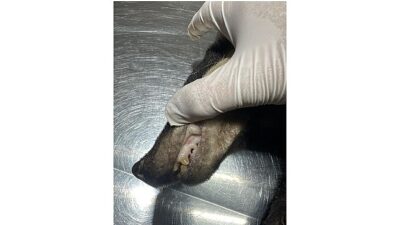 Kuzdere’de bulunan porsuk tedavi altına alındı