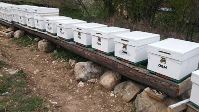 OGM: Odun dışı orman eserlerinden iktisada 12 milyar TL katkı
