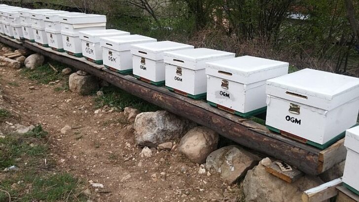 OGM: Odun dışı orman eserlerinden iktisada 12 milyar TL katkı