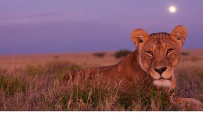‘Ölümcül Safari’, Serinin Devam Kısımlarıyla 7 Eylül’den İtibaren Pazar Günleri 20.00’de National Geographic WILD Ekranlarında!