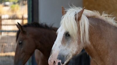 Pako’da bakılan binek hayvanlar sahiplendiriliyor