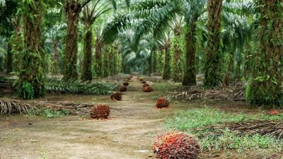 Sürdürülebilir Palm Yağı “Az Alanda Çok Üretim” Yaklaşımıyla Çevreci Bir Tahlil Sunuyor