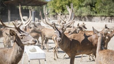 Uygunlaşan kızıl geyik Paşa yeni yuvasında
