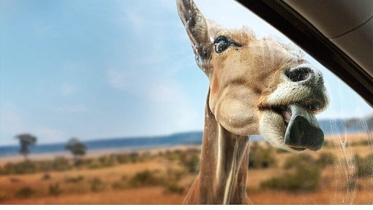 Yeni Seri ‘Vahşi Tipten Yakınlaşmalar’, 3 Eylül Çarşamba 20.00’de İki Kısmıyla National Geographic WILD Ekranlarında İzleyicilerle Buluşuyor!